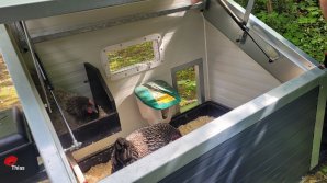 Huhn 4